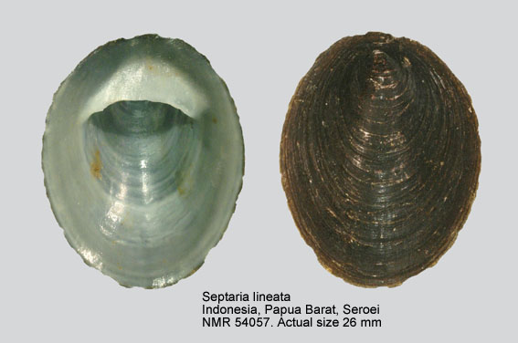 Septaria lineata.jpg - Septaria lineata(Lamarck,1816)
